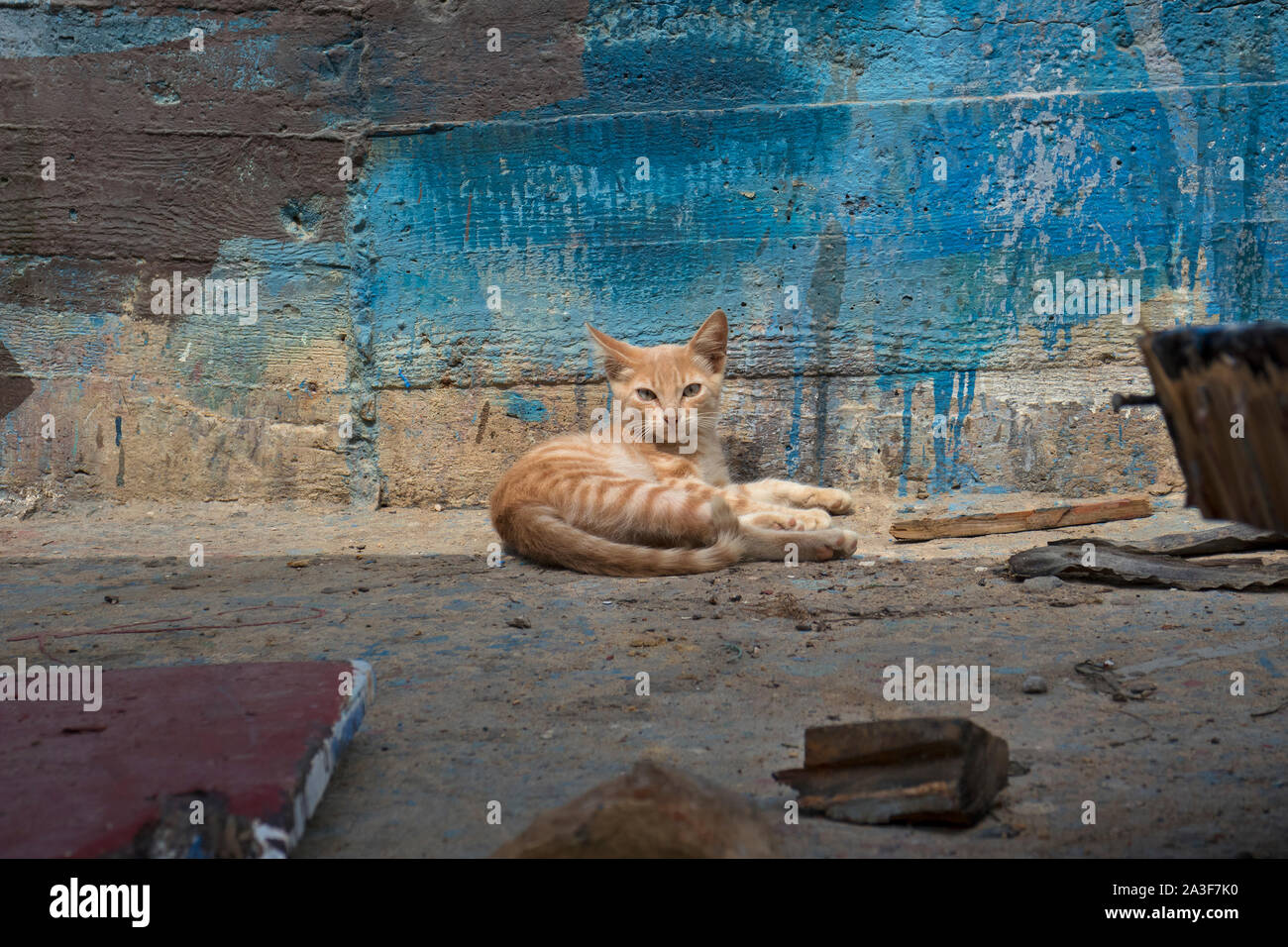 Avviso striato rosso gattino sdraiato contro un vecchio dipinto di parete in legno Foto Stock