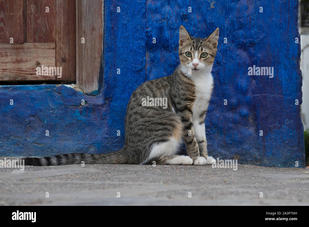 Ritratto di un avviso gatto seduto di fronte a un muro di blu a guardare la gente che passa da Foto Stock