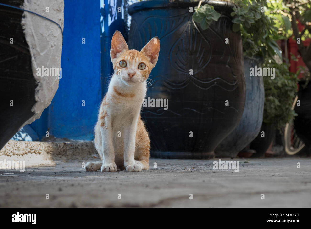 Ritratto di un messaggio di avviso rosso gatto a strisce a guardare la gente che passa da Foto Stock