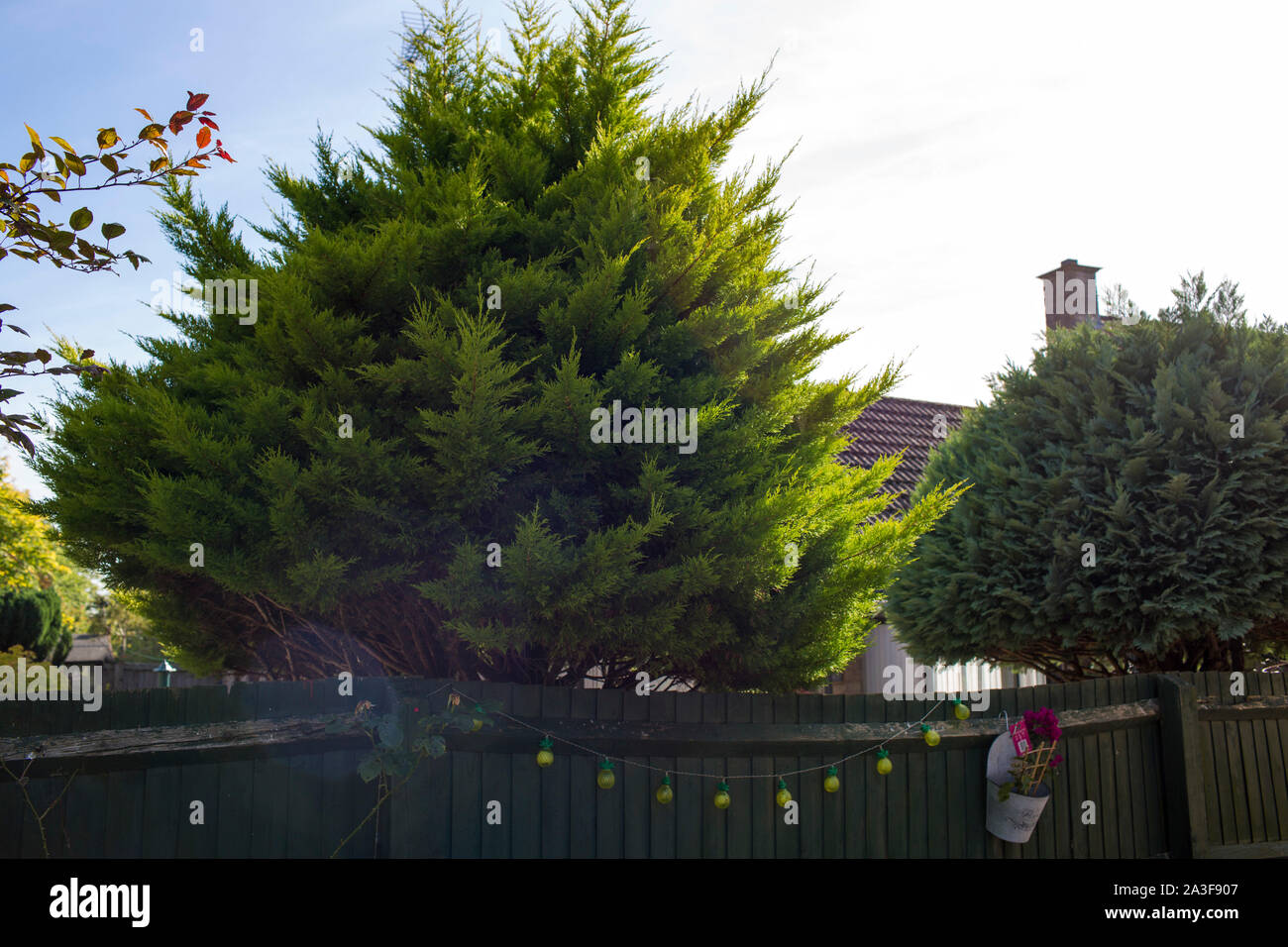 Un giardino recinto con grande arbusto sempreverde in estate il sole. Foto Stock