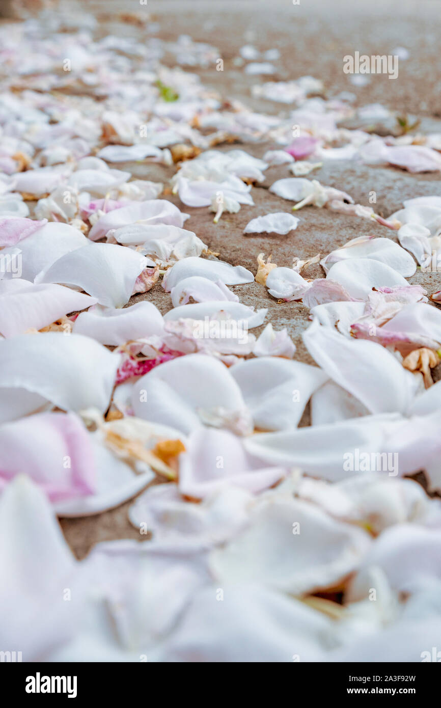 Molla di rosa petali di rosa che sono cadute dagli alberi e giace su di un vecchio pavimento in pietra sul giardino pathways. Foto Stock
