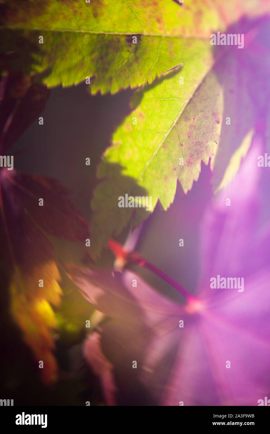 Creative e interpretazione artistica del tradizionale fiore foglia e fotografia, visto quasi in astratto il fiore appare quasi simile ad un sogno. Foto Stock