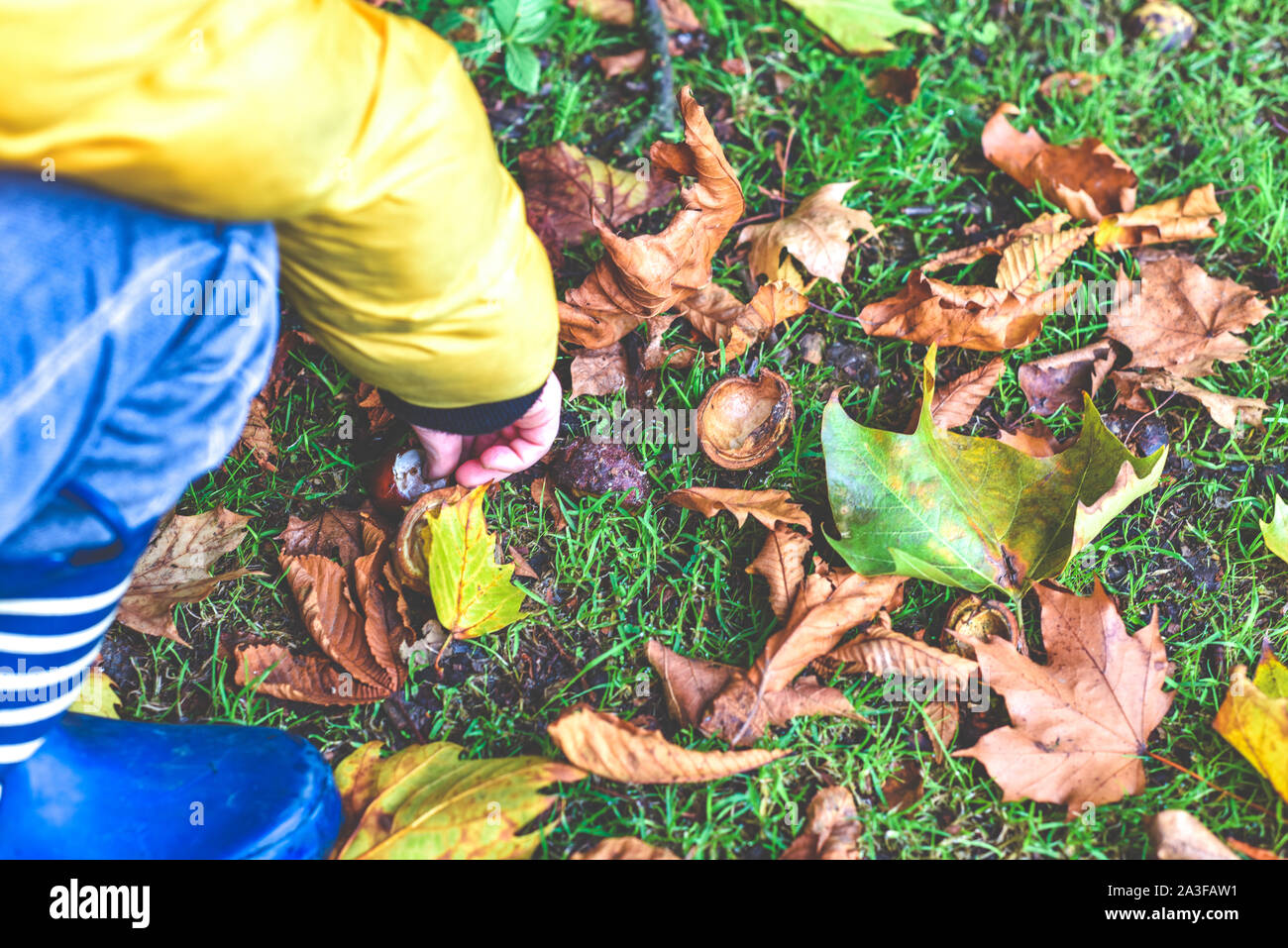 Bambino conkers raccolta nel parco scegliere la migliore da terra in autunno all'aperto Foto Stock