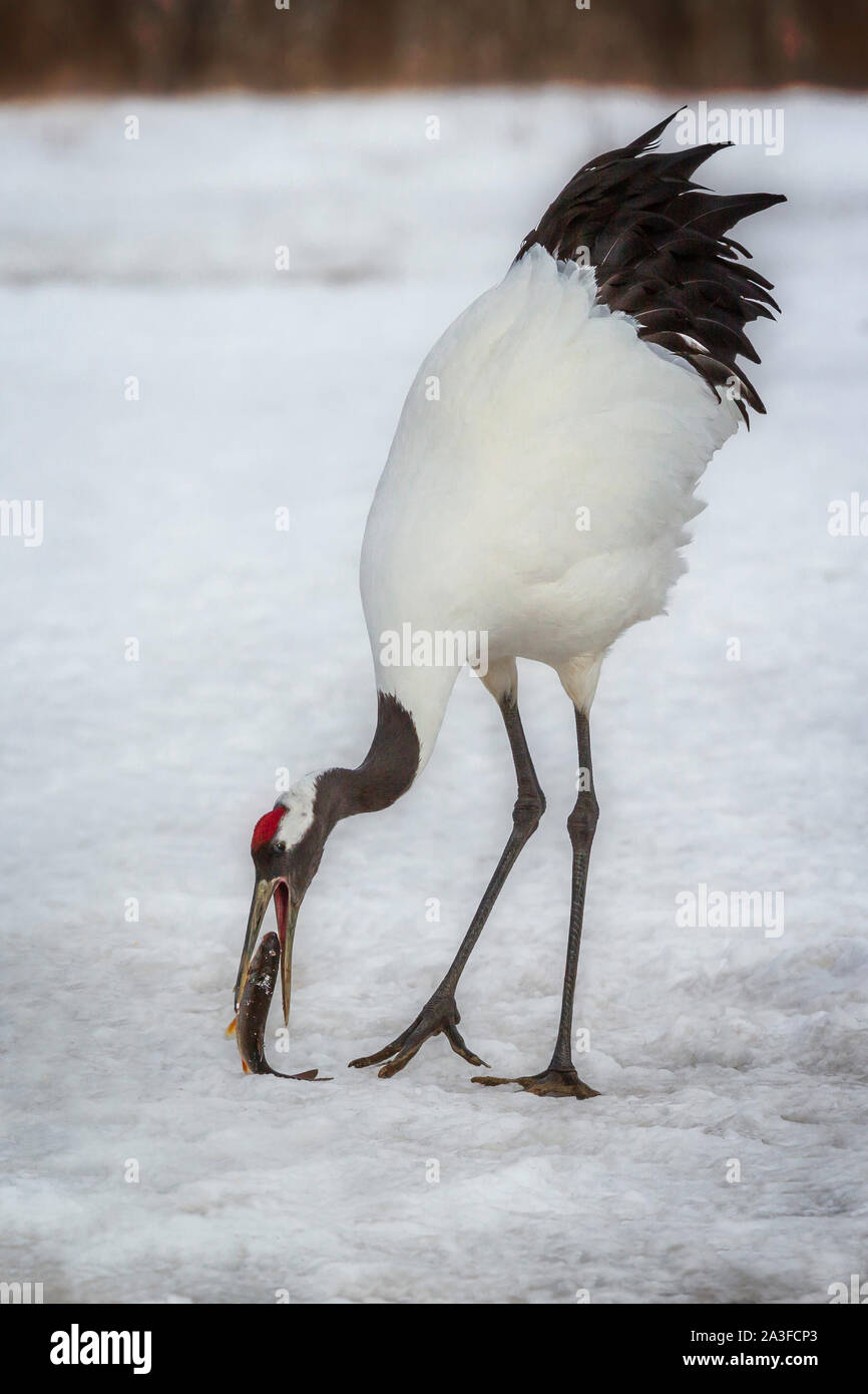 Red Crowned Crane mangiare un pesce, Hokkaido, Giappone Foto Stock