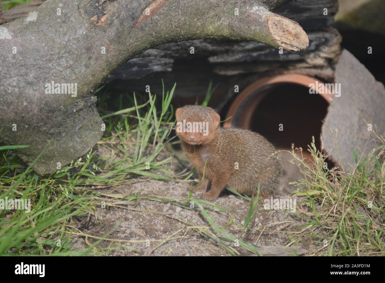 La mongoose del bambino che siede fuori della relativa burrow Foto Stock