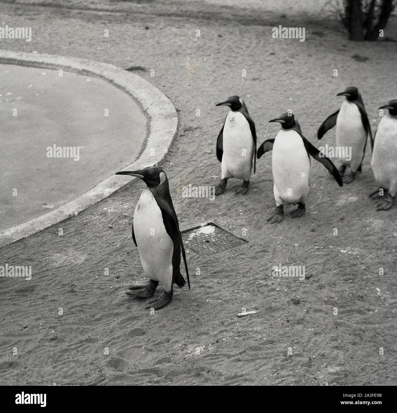 Degli anni Cinquanta, storico, 'abbiamo proprio dietro di voi capitano'....pinguini seguendo il loro leader con il loro stagno presso lo Zoo di Londra, Londra, Inghilterra, Regno Unito. I Pinguini sono adorabili creature e loro tremolanti a piedi e smoking-come l'apparenza dà loro un singolare appello e qualcosa che non può essere visto in altri animali. Foto Stock