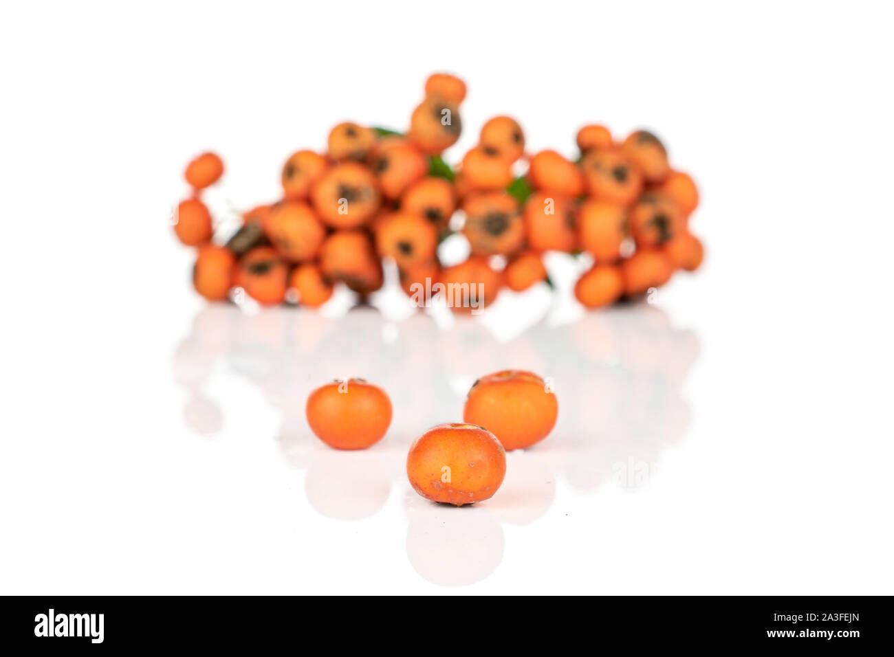 Sacco di tutta la wild orange rowanberry tre nel fuoco isolati su sfondo bianco Foto Stock