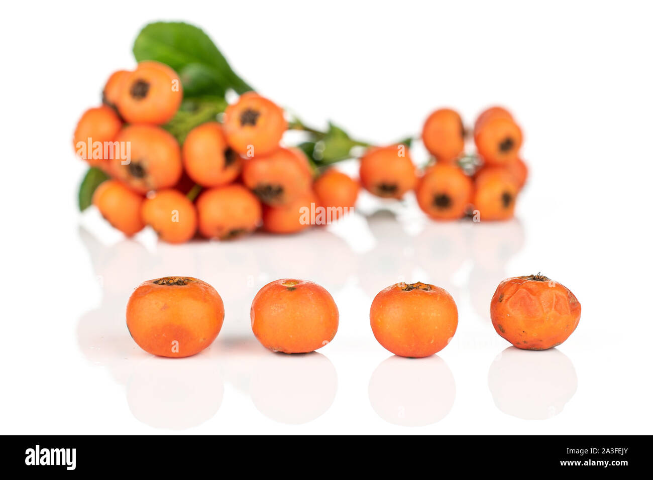 Sacco di tutta la selvaggia rowanberry arancione nella riga isolata su sfondo bianco Foto Stock