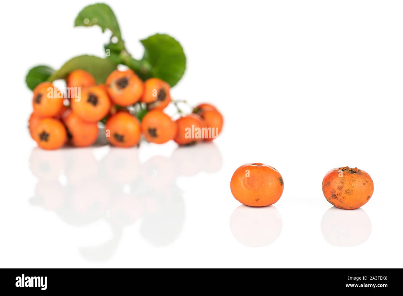 Sacco di tutta la wild orange rowanberry due a fuoco isolati su sfondo bianco Foto Stock