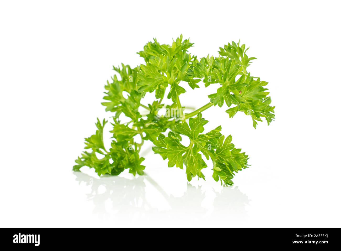 Un pezzo di fresco verde prezzemolo isolati su sfondo bianco Foto Stock