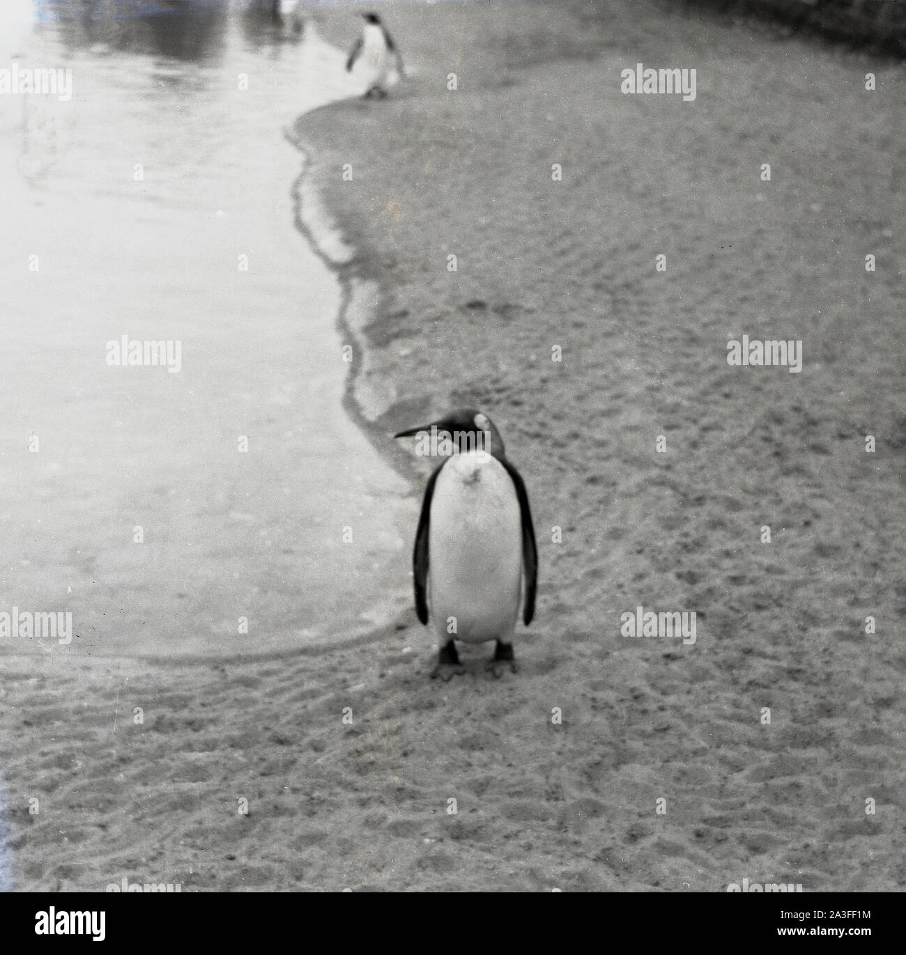 Degli anni Cinquanta, storico, un pinguino solitario a piedi da un laghetto presso lo Zoo di Londra, Londra, Inghilterra, Regno Unito. I Pinguini sono adorabili creature e ther tremolanti a piedi e smoking-come l'apparenza dà loro un singolare appello e qualcosa che non può essere visto in altri animali. Foto Stock