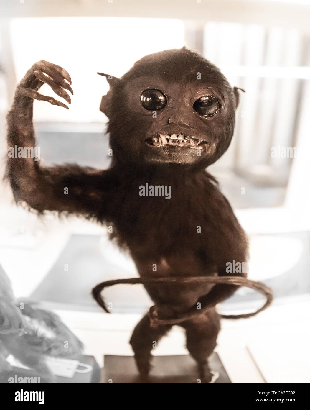 Freaky cercando conserve di tassidermia'ed monkey nel museo presso la Universidad de Coimbra, Coimbra, Portogallo Foto Stock