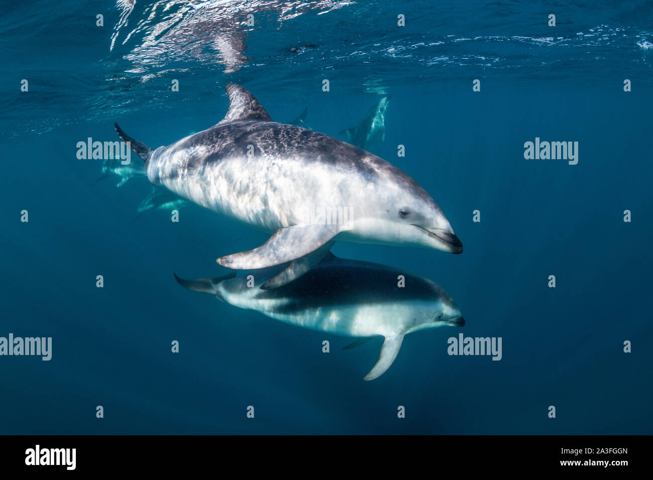 Pod di dusky delfini, Lagenorhynchus obscurus, vicino alla superficie, Golfo Nuevo, Penisola di Valdes, Argentina. Foto Stock