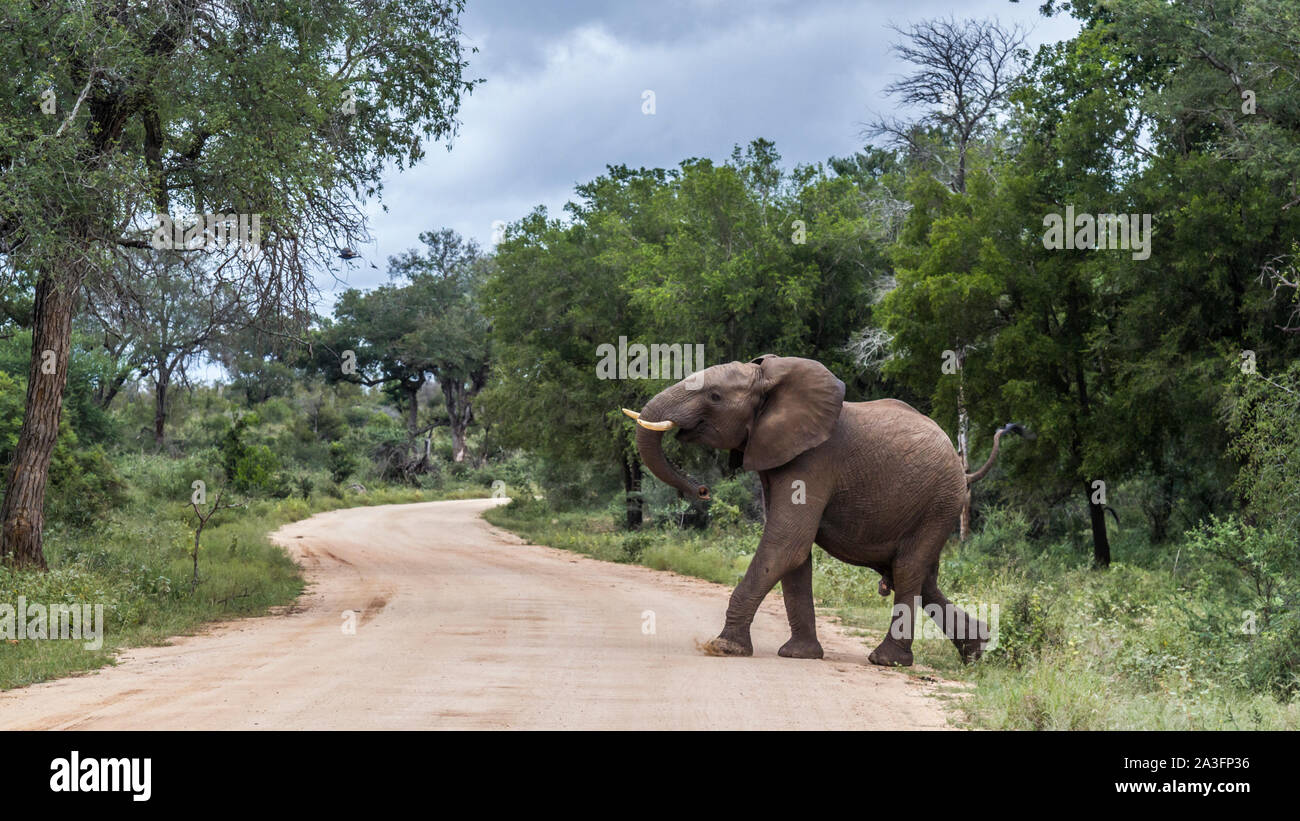Bush africano Elefante attraversamento stradale di safari nel Parco Nazionale di Kruger, Sud Africa ; Specie Loxodonta africana della famiglia Elephantidae Foto Stock