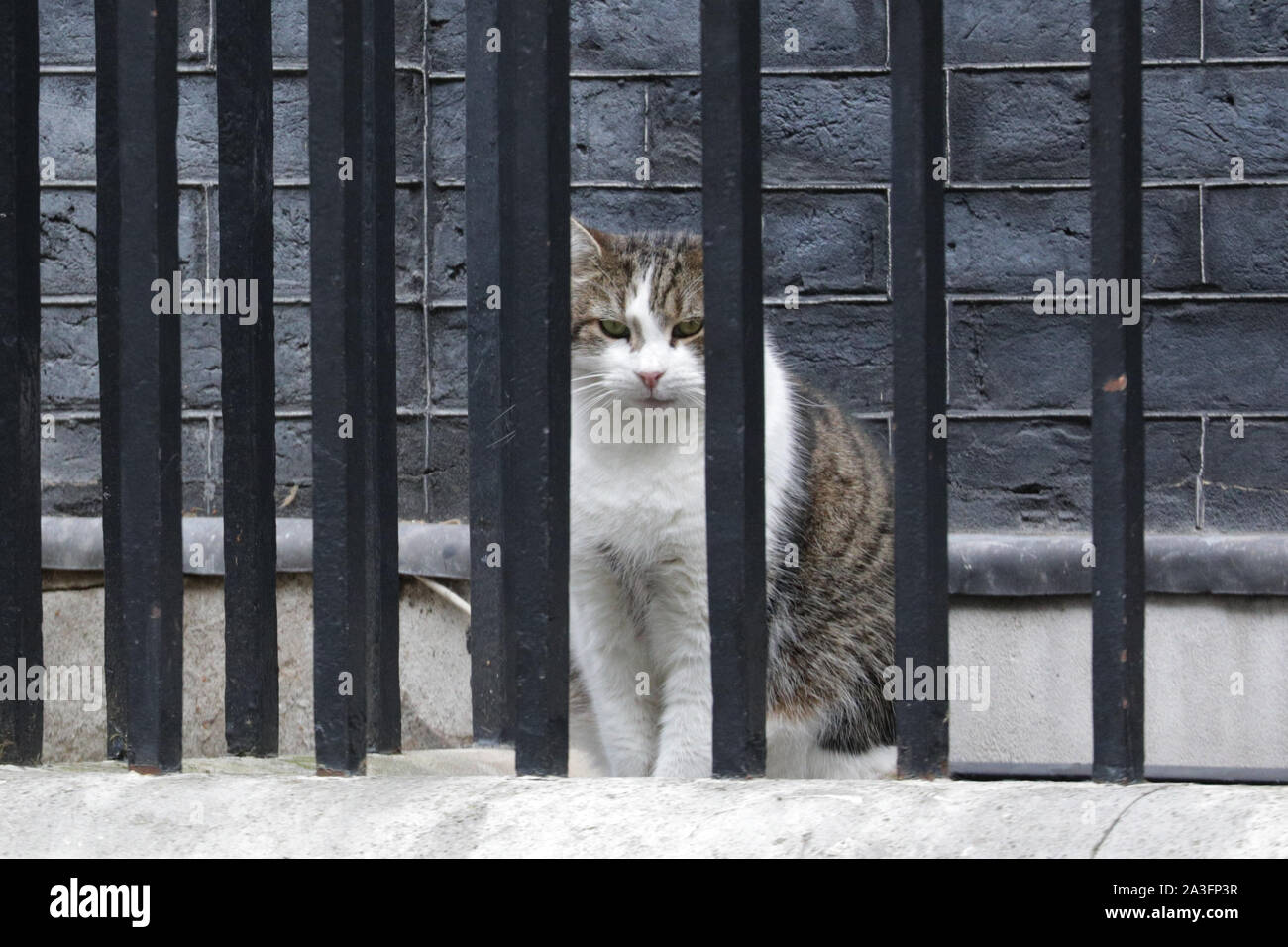 A Downing Street, Westminster London, Regno Unito. 08 ott 2019. Larry il gatto assomiglia a lui è stato messo dietro le sbarre di oggi. Ministri assistere il governo settimanale riunione del gabinetto di Downing Street questa mattina. Credito: Imageplotter/Alamy Live News Foto Stock