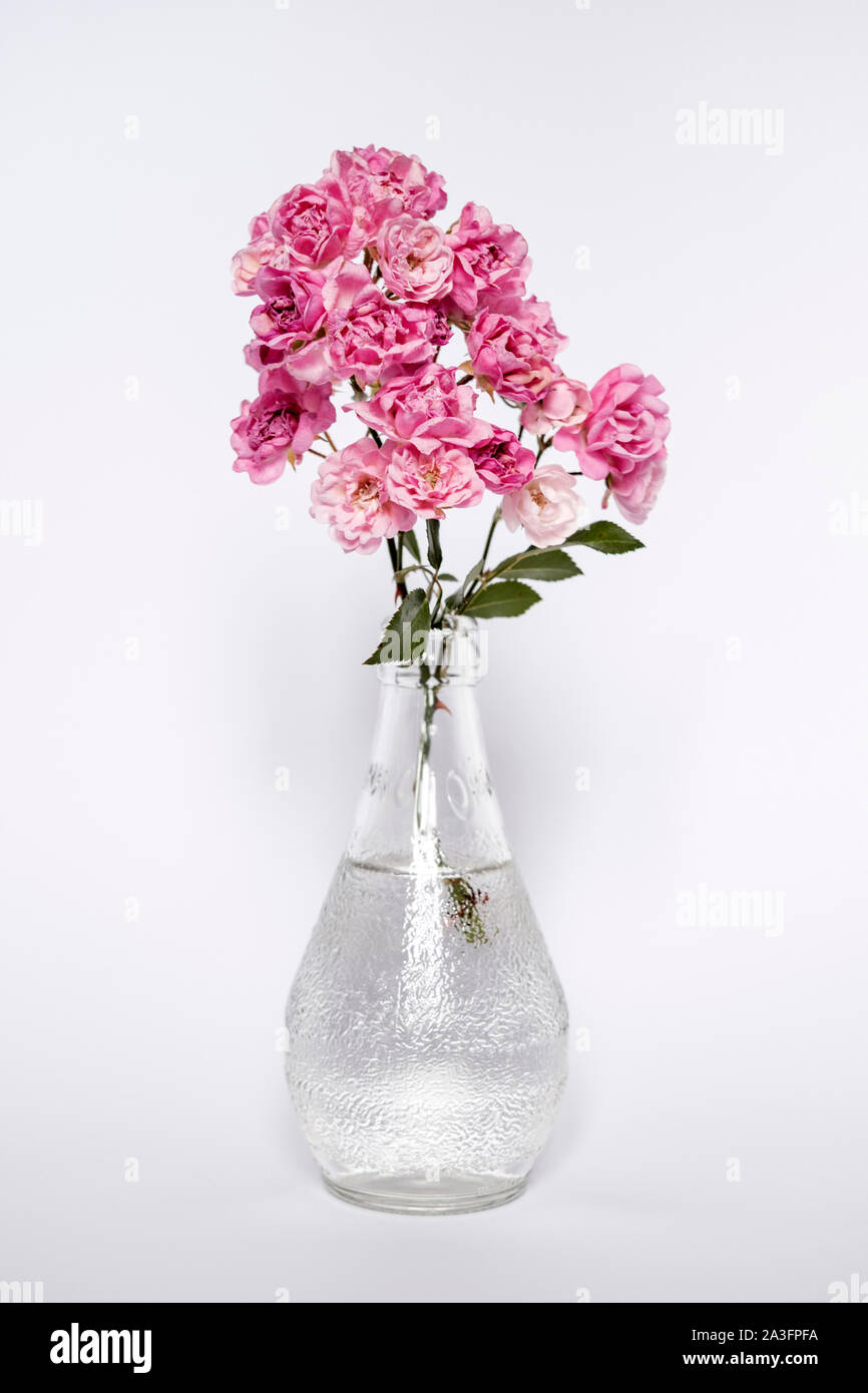 Le rose rosa in un vaso bottiglia Foto Stock