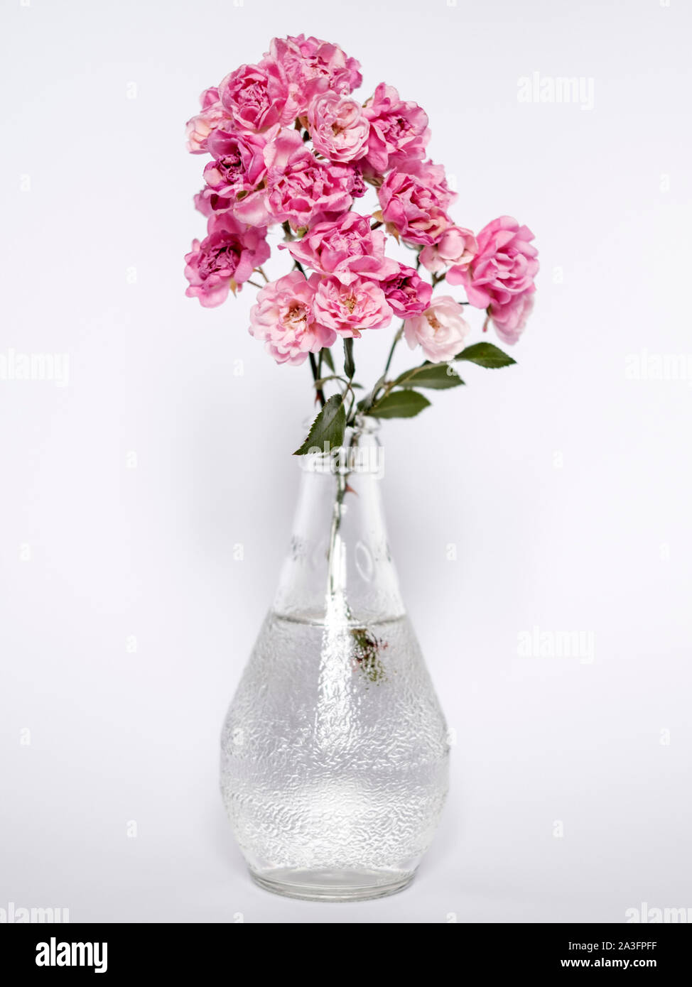 Le rose rosa in un vaso bottiglia Foto Stock