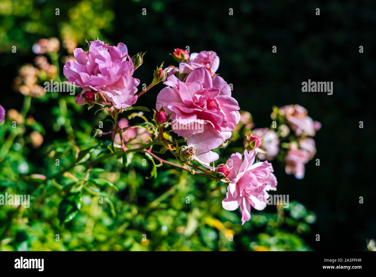 Le rose rosa in natura Foto Stock