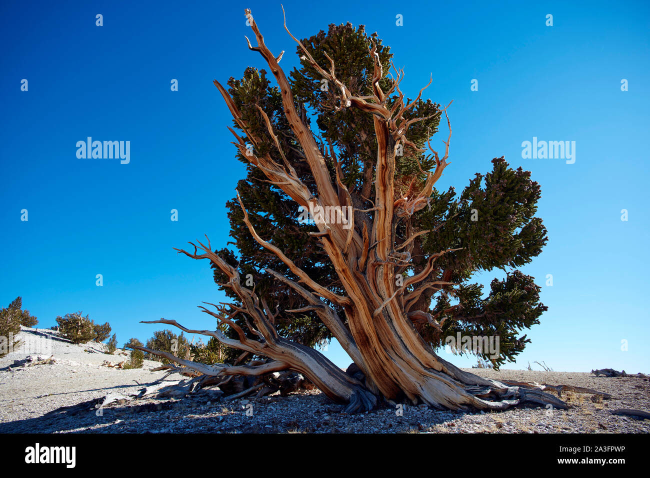 Vecchio pino di Bristlecone alterato nella Sierra Nevada Foto Stock