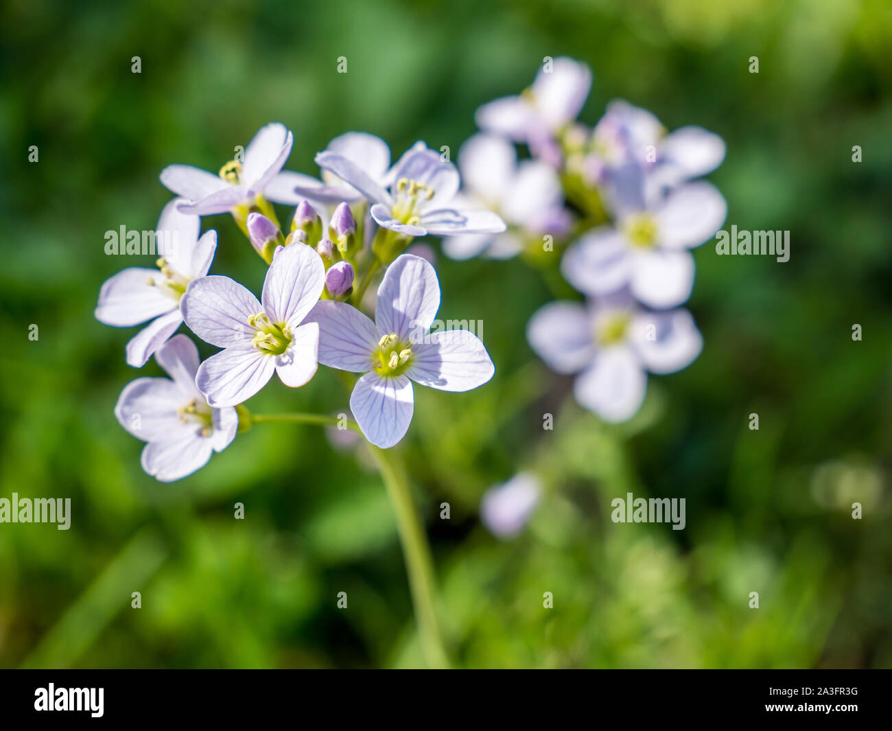 Prato erba di schiuma,cardamine pratensis Foto Stock