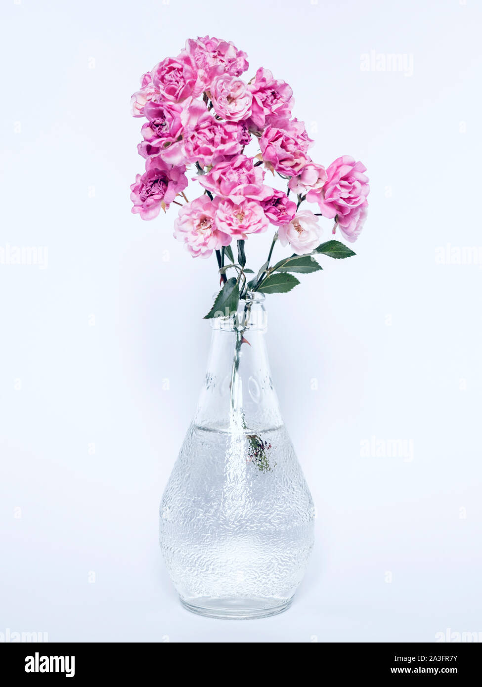 Le rose rosa in un vaso bottiglia Foto Stock