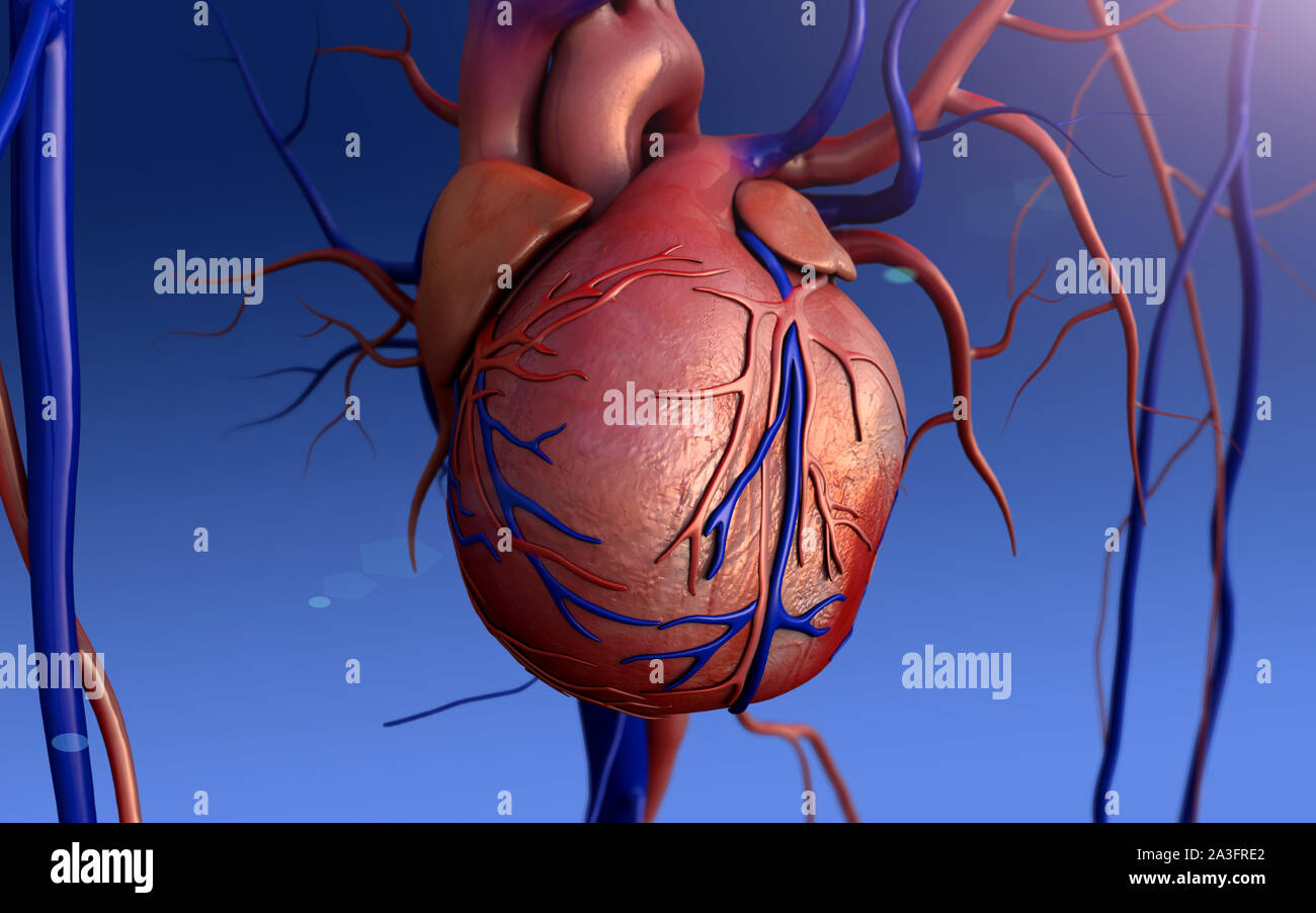 Cuore il modello w/percorso di clipping, cuore umano modello, completa il percorso di clipping incluso, cuore umano per studio medico, cuore umano anatomia Foto Stock