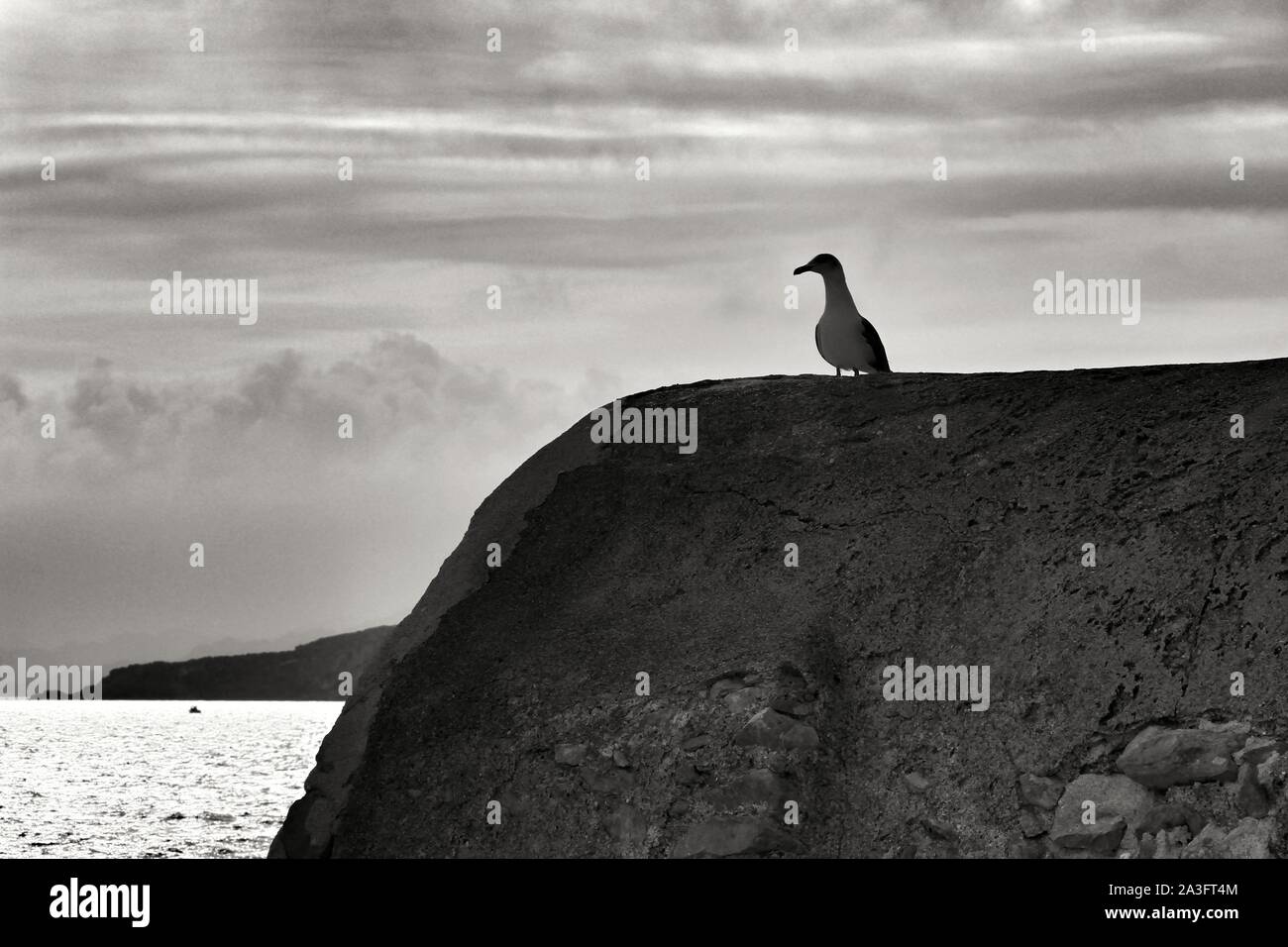 Seagull appollaiato sul muro di pietra sulla riva del mare in Isla Plana villaggio in Spagna Foto Stock