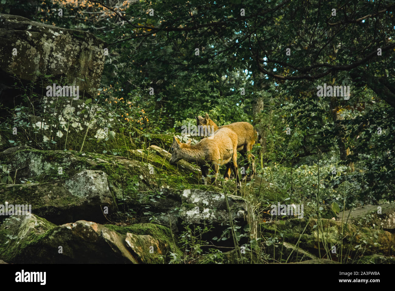 Poco delle capre di montagna nel loro habitat Foto Stock