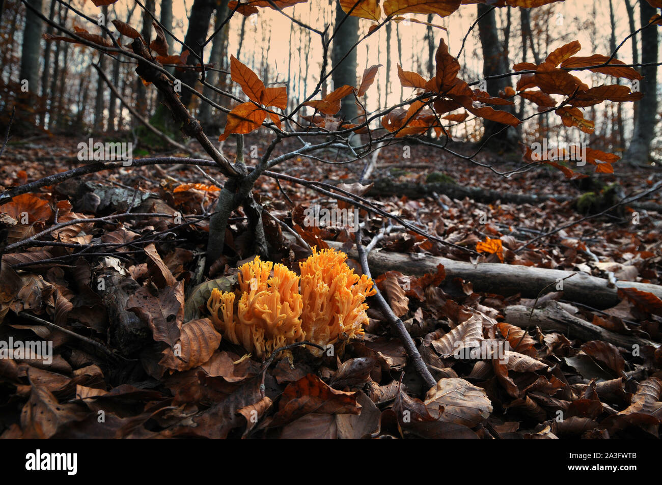 Funghi, chiamato Ramaria aurea nel bosco durante la stagione autunnale Foto Stock