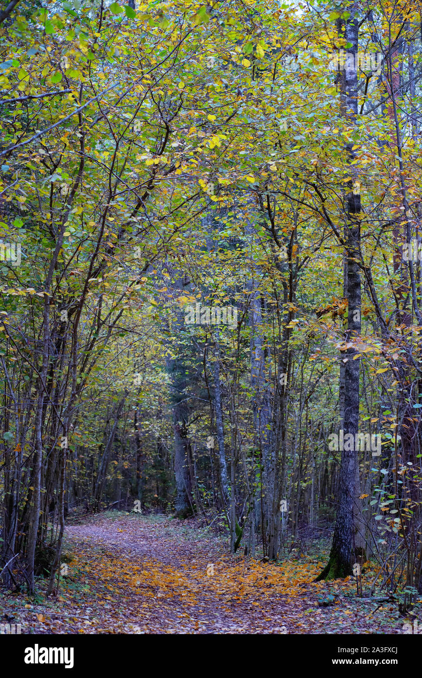 Vicolo nella foresta scura in autunno Foto Stock