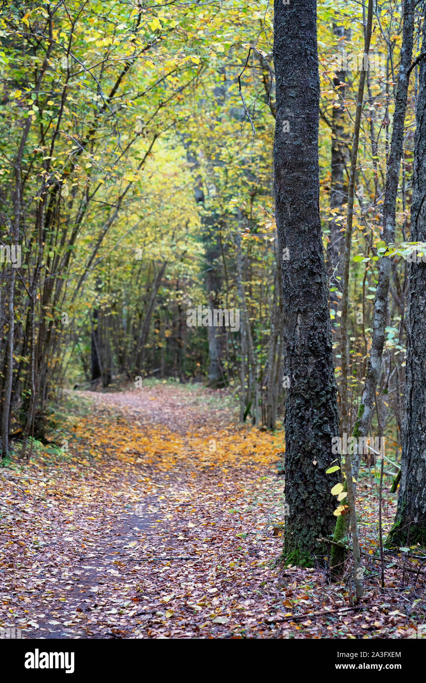 Vicolo nella foresta scura in autunno Foto Stock