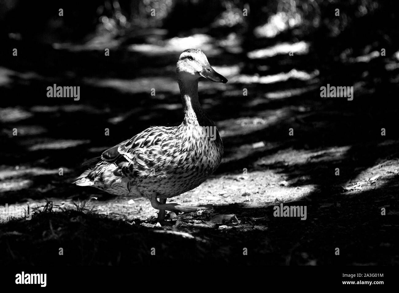 Femmina Mallard duck Foto Stock