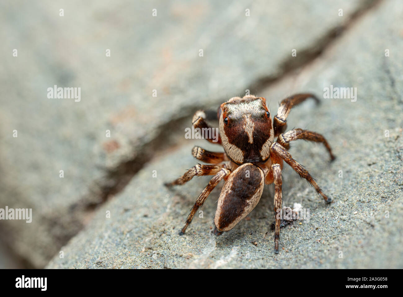 Il nord del Jumping Spider, Euryattus sp., con occhi grandi e soffici palpi compreso lo spazio di copia Foto Stock