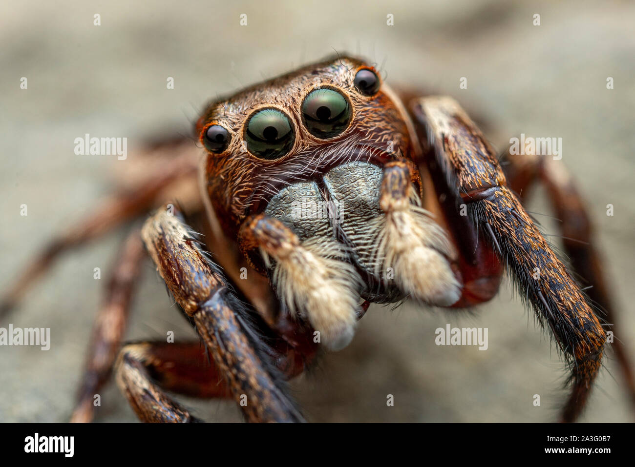 Il nord del Jumping Spider, Euryattus sp., con occhi grandi e soffici palpi Foto Stock