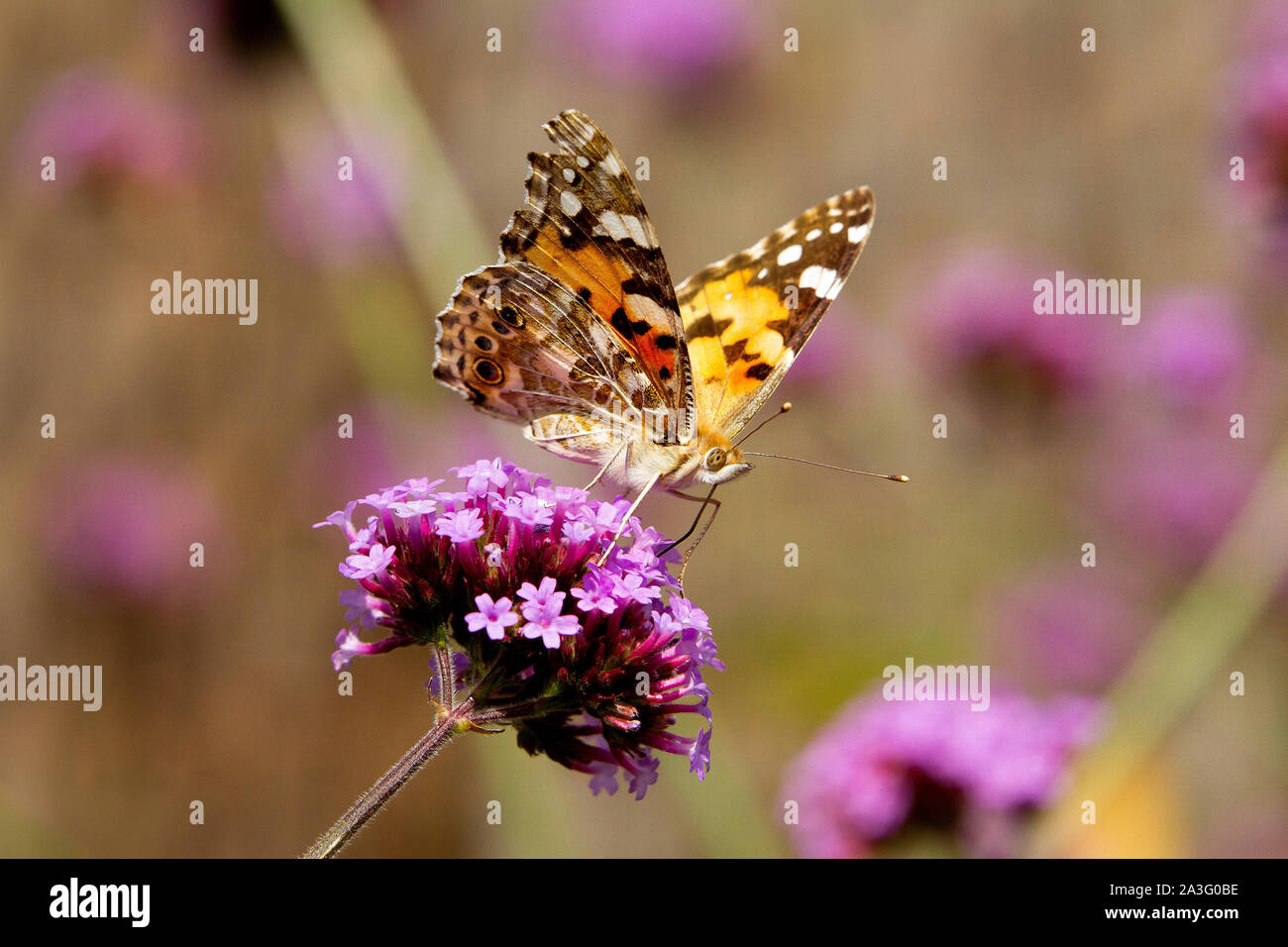 Dipinto di Lady farfalla sulla Verbena fiore Foto Stock