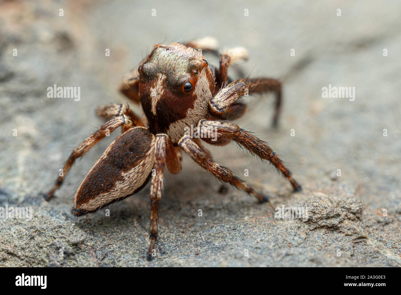 Il nord del Jumping Spider, Euryattus sp., con occhi grandi e soffici palpi Foto Stock
