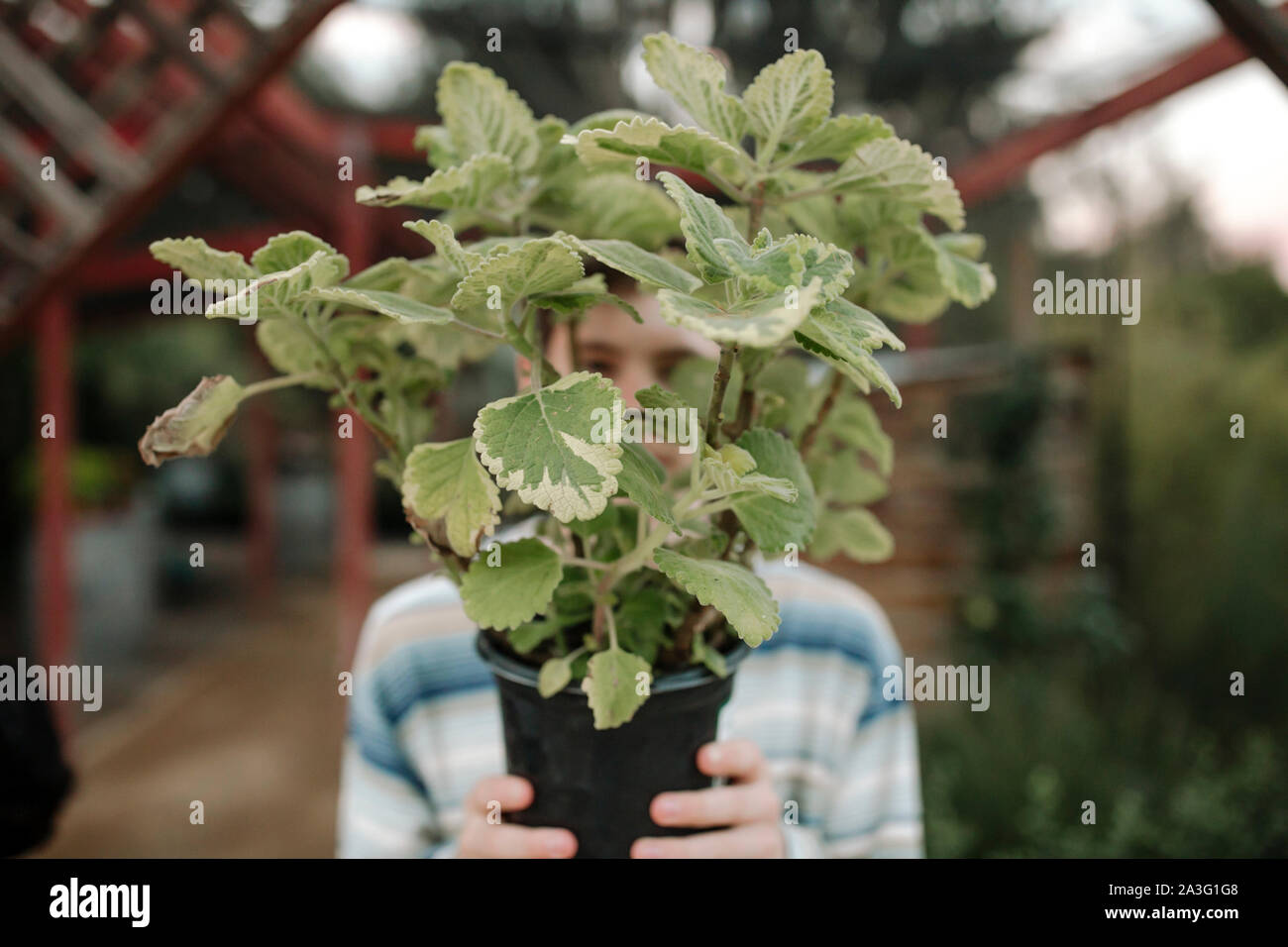 Teen boy spiata attraverso il paesaggio vegetale nella parte anteriore della faccia al vivaio Foto Stock