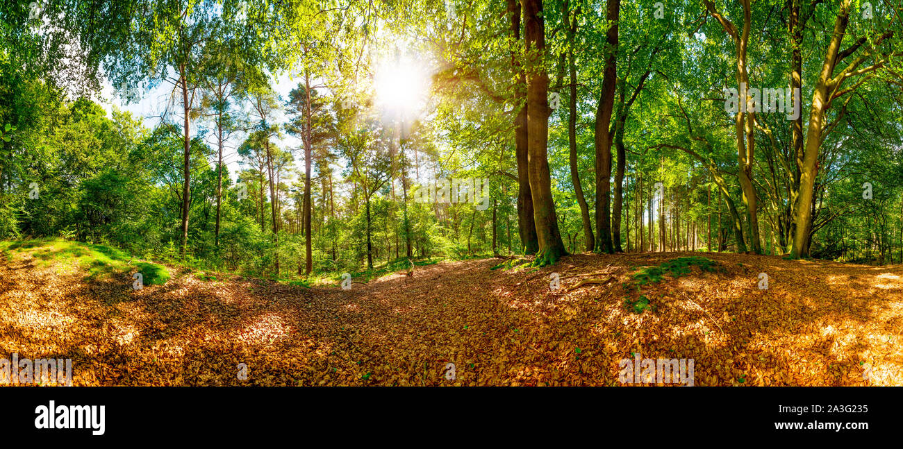 Bella foresta con un luminoso sole che splende attraverso gli alberi Foto Stock