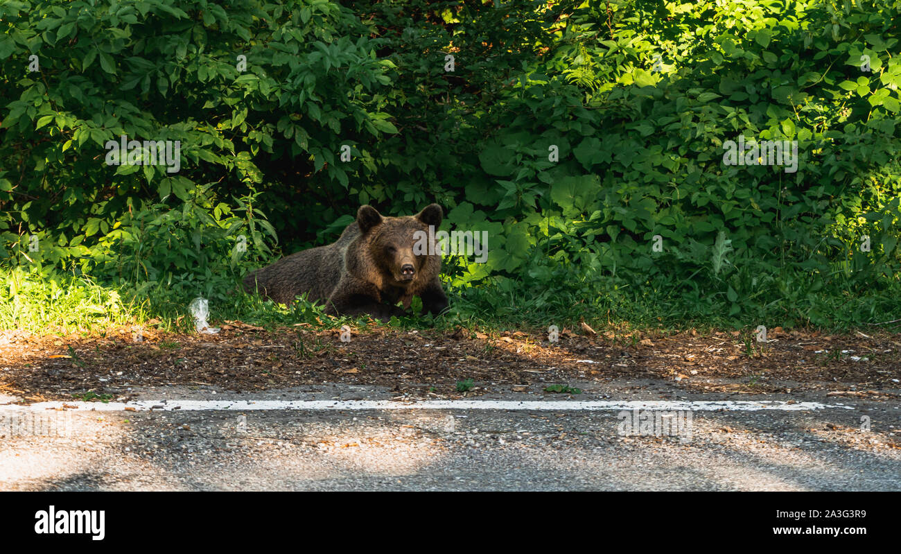 Wild orso bruno ( Ursus arctos ) seduta sul lato della strada, su Transfagarasan pass, Romania Foto Stock