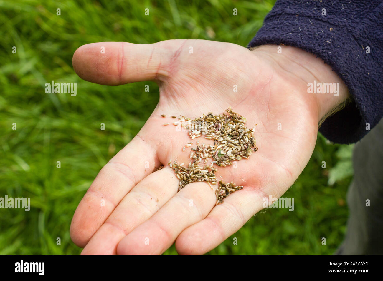 Una mano d'uomo azienda Sementi di fiori selvaggi che è stata collectedopen mano Foto Stock
