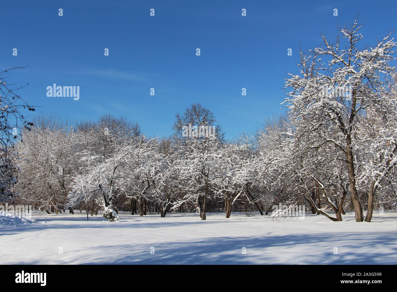 Bellissimi alberi coperti di neve bianca. Winter Park. La neve copre la foresta. Un sacco di neve soffice. Sfondo per il nuovo anno card. Foto Stock