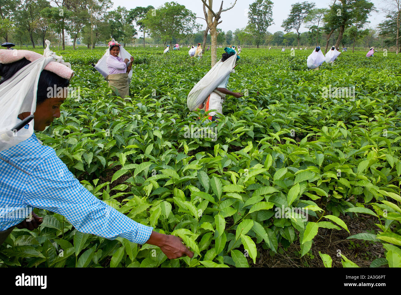 India Milano più donne che lavorano sulla piantagione di tè la raccolta delle foglie 17- 4-2018 photo Jaco Klamer Foto Stock