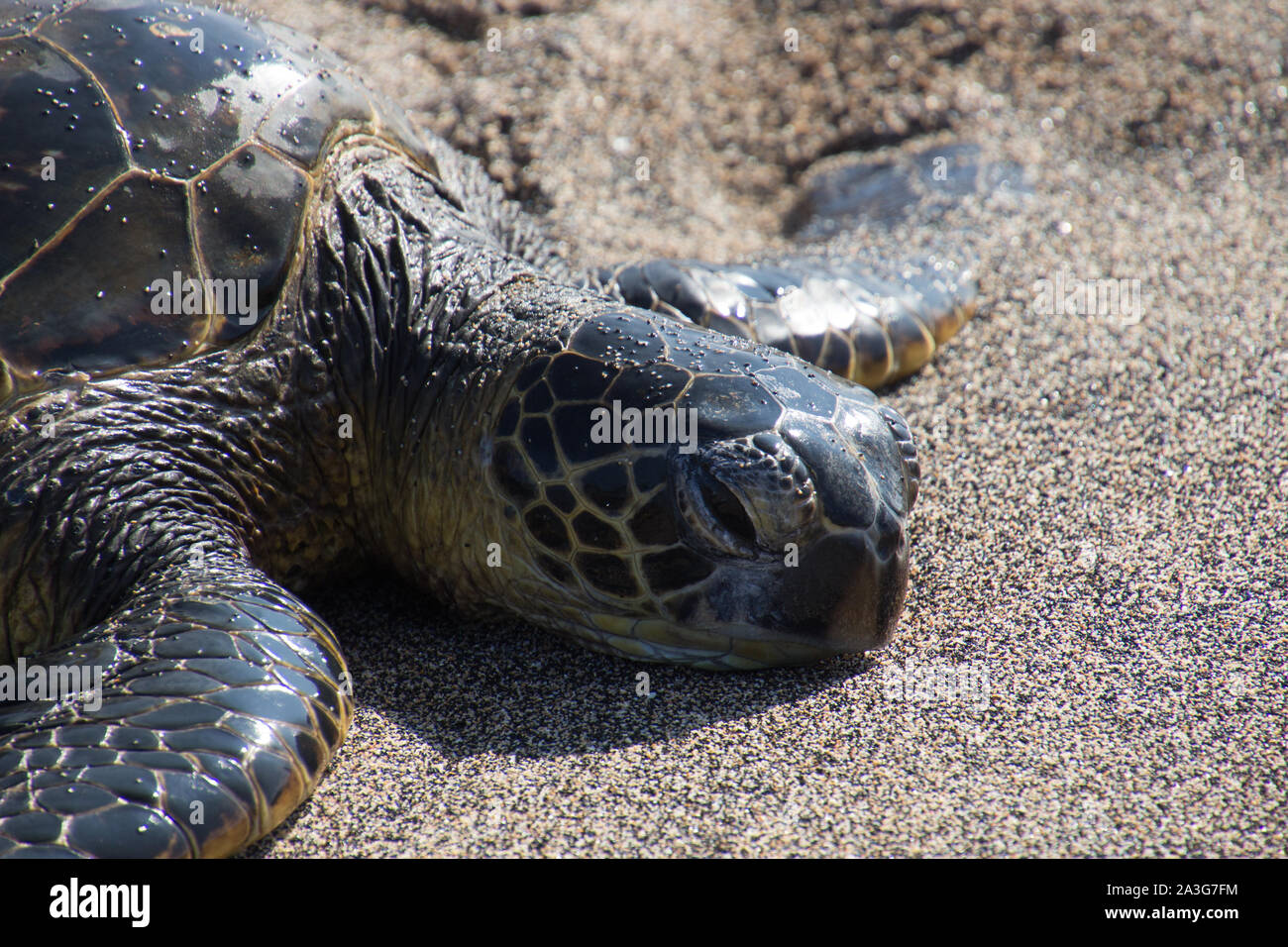 Una tartaruga marina si trova con la sua testa su di una spiaggia di sabbia nera dopo aver strisciato fuori del Pacifico. Foto scattata vicino a Kona sulla Big Island, Hawaii, STATI UNITI D'AMERICA Foto Stock