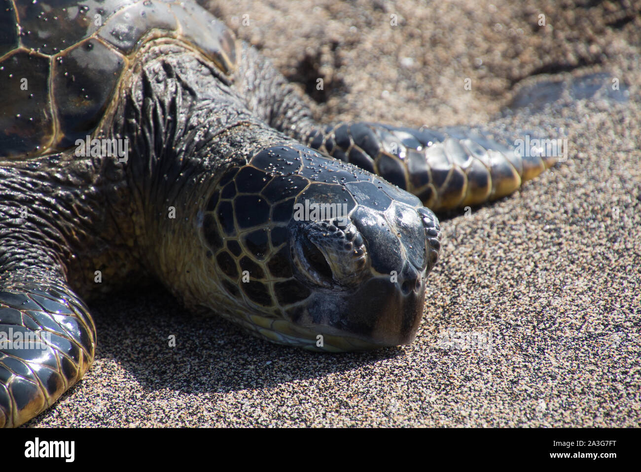 Una tartaruga marina si trova con la sua testa su di una spiaggia di sabbia nera dopo aver strisciato fuori del Pacifico. Foto scattata vicino a Kona sulla Big Island, Hawaii, STATI UNITI D'AMERICA Foto Stock