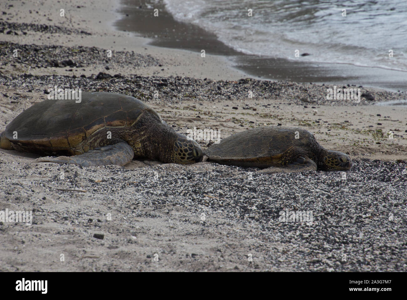 Una grande e una piccola tartaruga di mare sono sdraiato con le loro teste su una spiaggia di sabbia nera. Foto scattata vicino a Kona sulla Big Island, Hawaii, STATI UNITI D'AMERICA Foto Stock