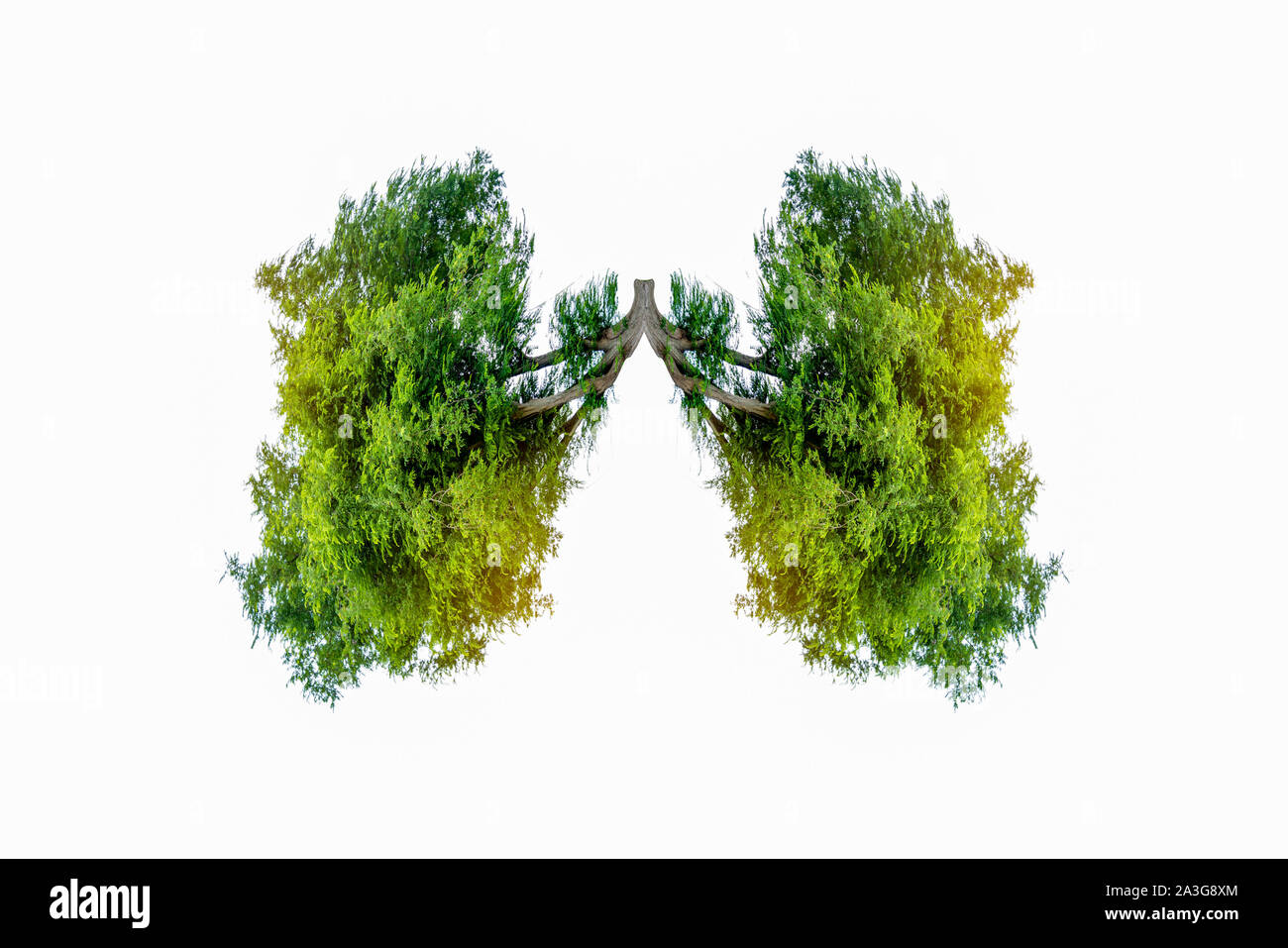Polmone verde a forma di albero di immagini, concetti medici, autopsia, visualizzazione 3D e animali come un elemento Foto Stock
