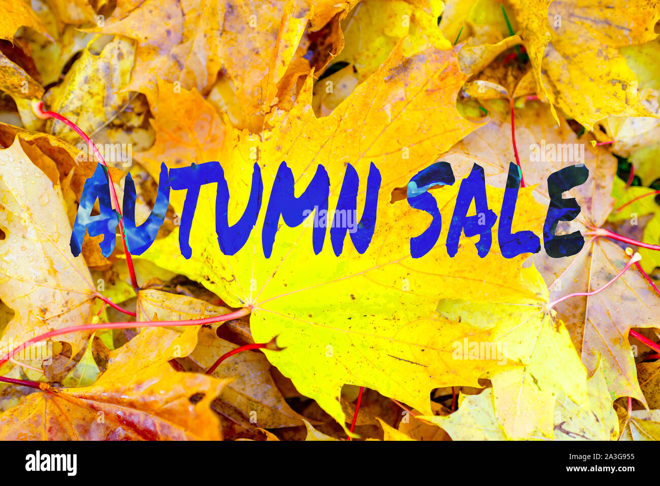 Vendita autunnale testo. la natura in autunno sfondo giallo. foglie di acero in park. bellissimo paesaggio autunnale, golden caduta stagione.primo piano sfocato e backg Foto Stock