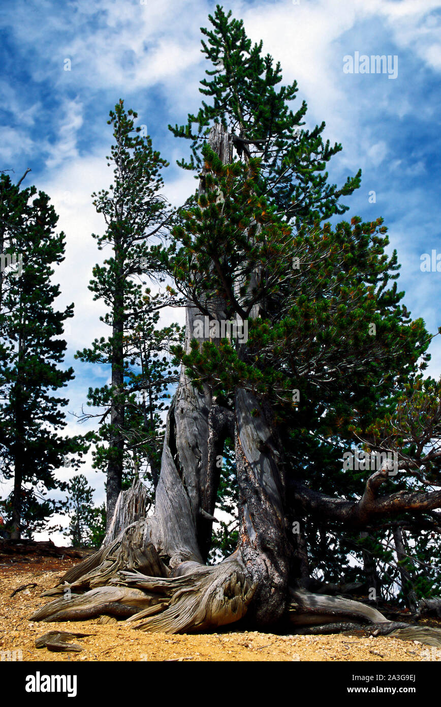 Grandi weathered nodose tronchi di albero alberi sempreverdi, contrasto, vivo, morto, la natura, il Parco Nazionale di Yellowstone; Wyoming; WY; estate; verticale Foto Stock