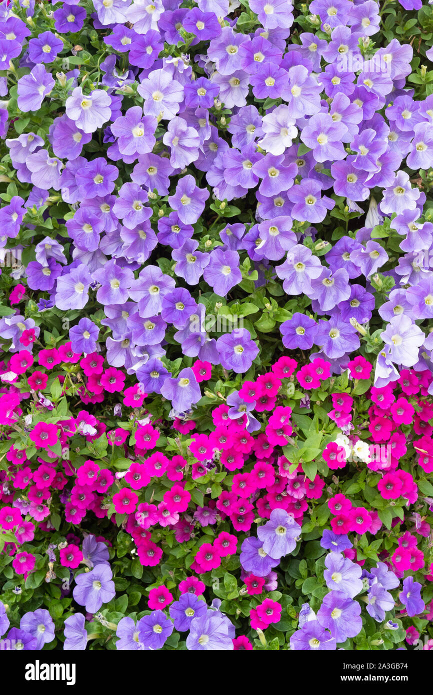 Viola e rosa nelle petunie Foto Stock