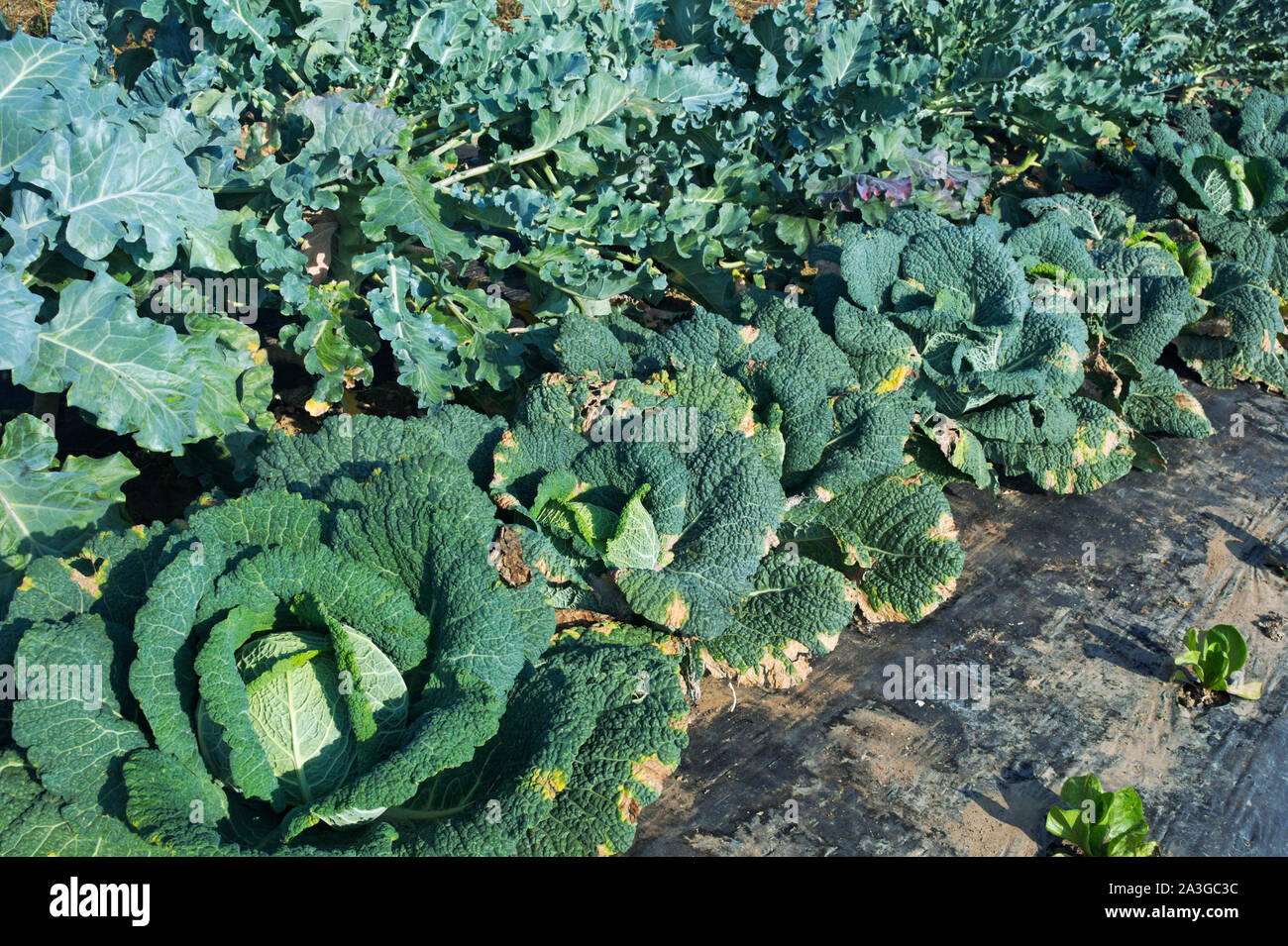 Broccoli e cavoli Savoia nel campo Foto Stock